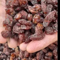 کشمش ومویز خرمامخصوص آبگیری بهمراه چرخ کردن رایگان