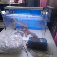 اکواریوم