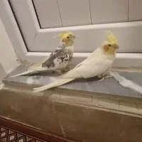 یک جفت عروس هلندی  اهلی سخنگو