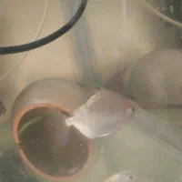 انواع ماهی گوشتخوار