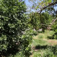 زمین-عرب-آباد-ماهان