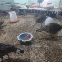 جوجه بوقملون