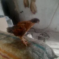 نیازمندکارگرمرغداری