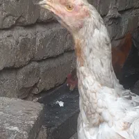 مرغ وخروس لاری|حیوانات مزرعه|قزوین, |دیوار