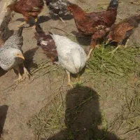 مرغ هلندی وپاکستانی دورگه (رامشیر)