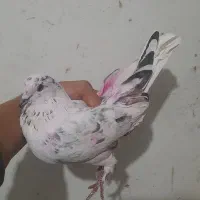 کبوتر پرشی ساعت سنگین صید شده