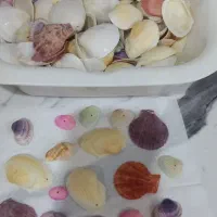 صدف تزئینی رنگی