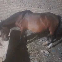 اسب مادیون