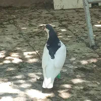 کبوتر
