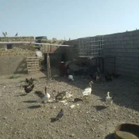 فروش خروس مرغ غاز