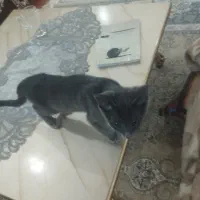 واگذاری گربه نژاد اصل راشن بلو پنج ماهه نر