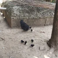 مرغ