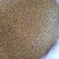 حدود ۵تن جو دیم  مخصوص بذر ودام