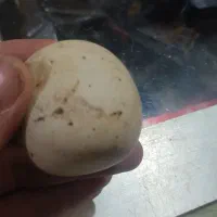 سنگ آسیاب