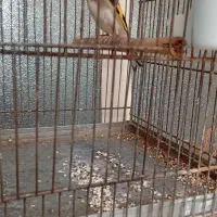 سهره ماده ، آماده