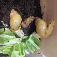حلزون آچاتینا