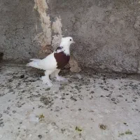 کفتر