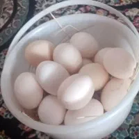 تخم مرغ نطفه دار