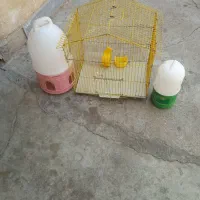 قفس پرنده و آبخوری.