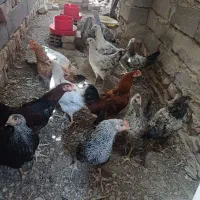 جوجه سالم وسرحال