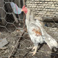 خروس لاری