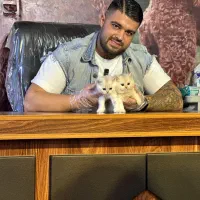 شهر گربه های بریتیش و اسکاتیش جذاب