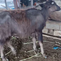 شفج نر دوتا