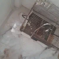 قفس و پرنده