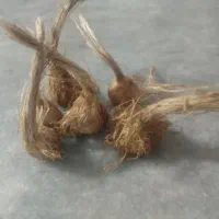 پیاز نیل اباد فقط امروز