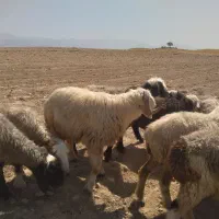ادرس کازرون روستای سیف اباد