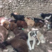 سگ ماده سرابی تضمینی به شرط گله۵ساله