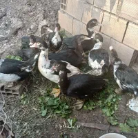 اردک اسرائیلی نود روزه و یک‌ونیم ساله