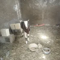 کهره دورگ