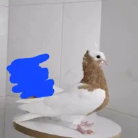 طوقی طوق زرد خالدار  پرنده  کفتر یال چپ