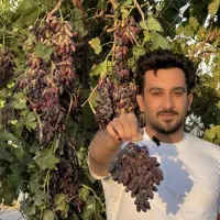 فروش ویژه انگور موندراپ