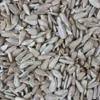 مغز تخمه آفتابگردان