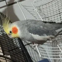 جوجه عروس هلندی دوتا
