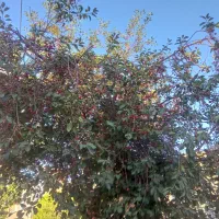 اجاره باغ شما
