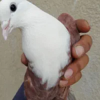 کفترکلاغ