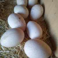 تخم بوقلمون