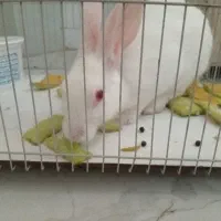 خرگوش