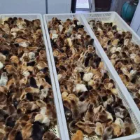 پخش سراسری جوجه محلی