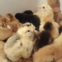 جوجه گلپایگان کاکلی و گردن لخت