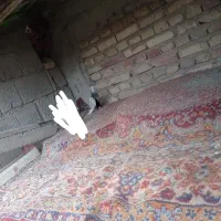 کبوتر|پرنده|سراوان, |دیوار