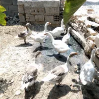 فروش غاز جوان سالم