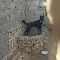 توله پنج ماه ازنردوبرمن وماده کن کوسرو