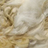 پشم گوسفند شسته شده