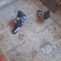 فروش یک جفت سینه ای با دوتا جوجه ۷روزه