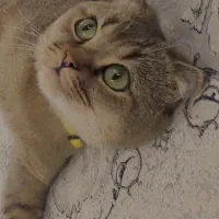 گربه