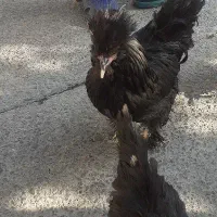 مرغ خروس موجود